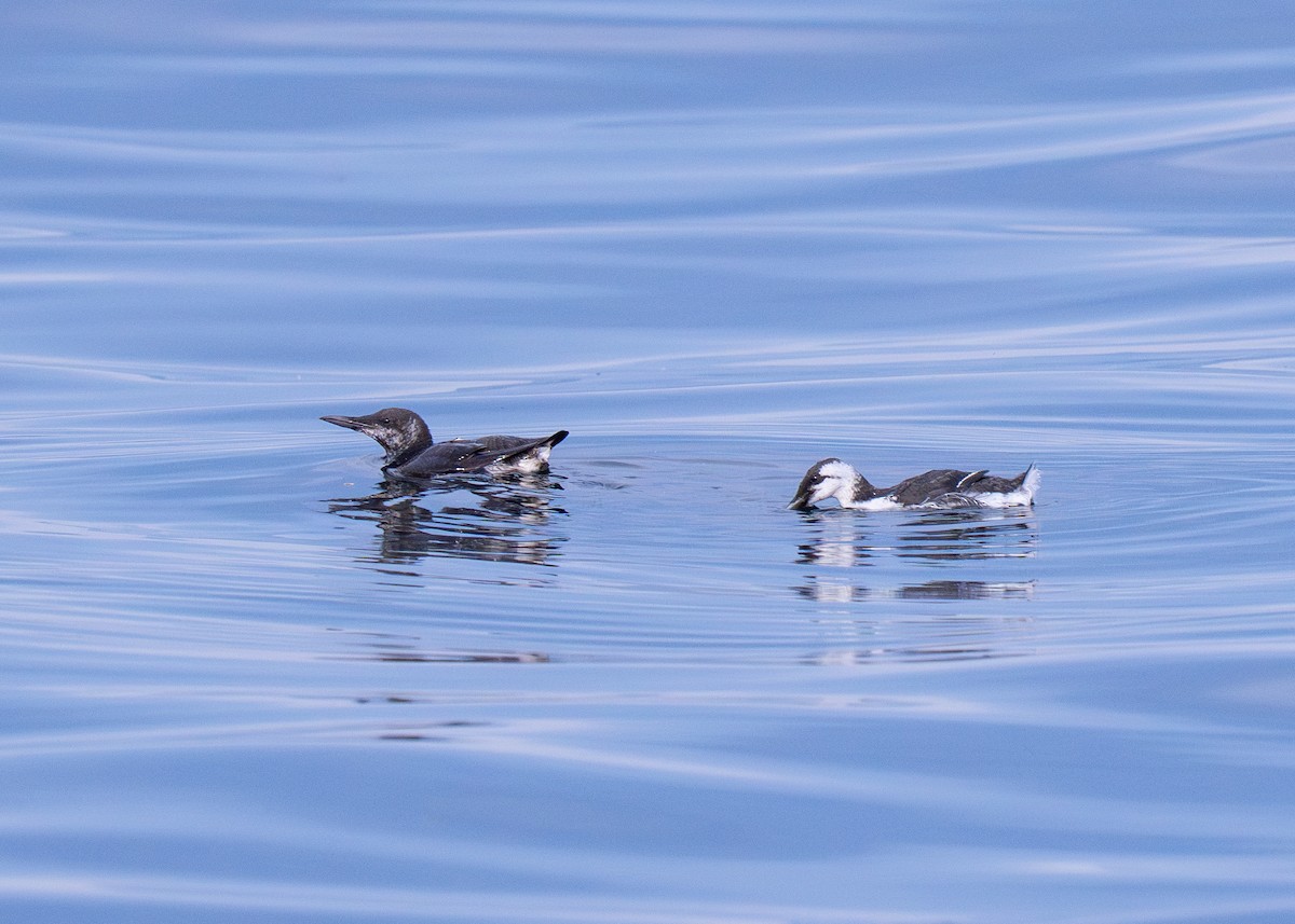 Common Murre - ML643266310