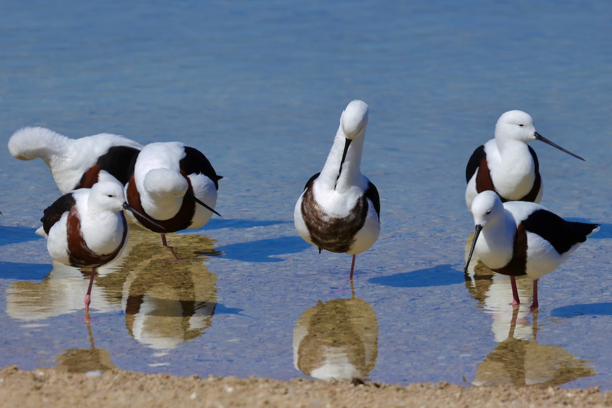 Banded Stilt - ML643266313