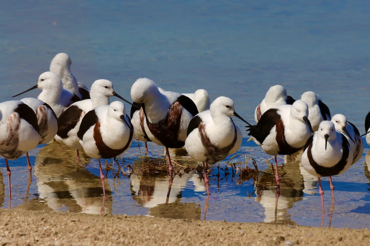 Banded Stilt - ML643266314