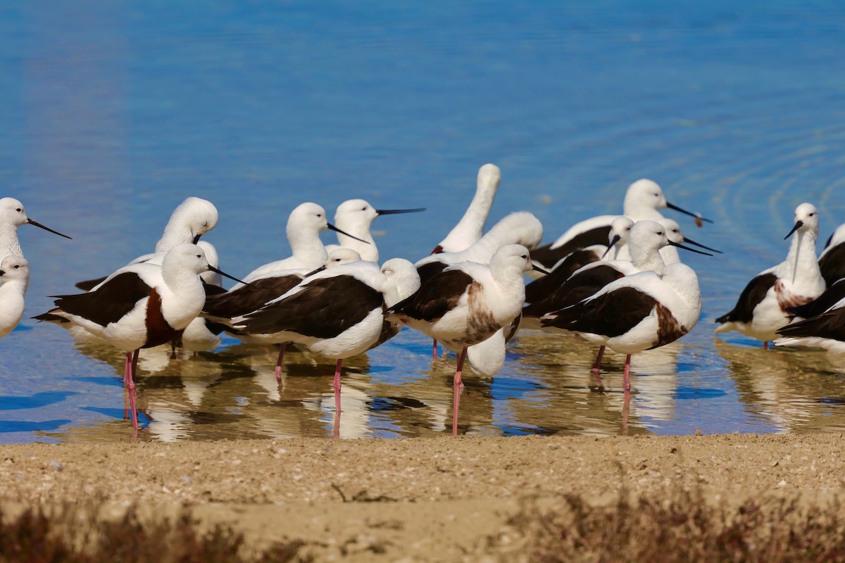 Banded Stilt - ML643266315