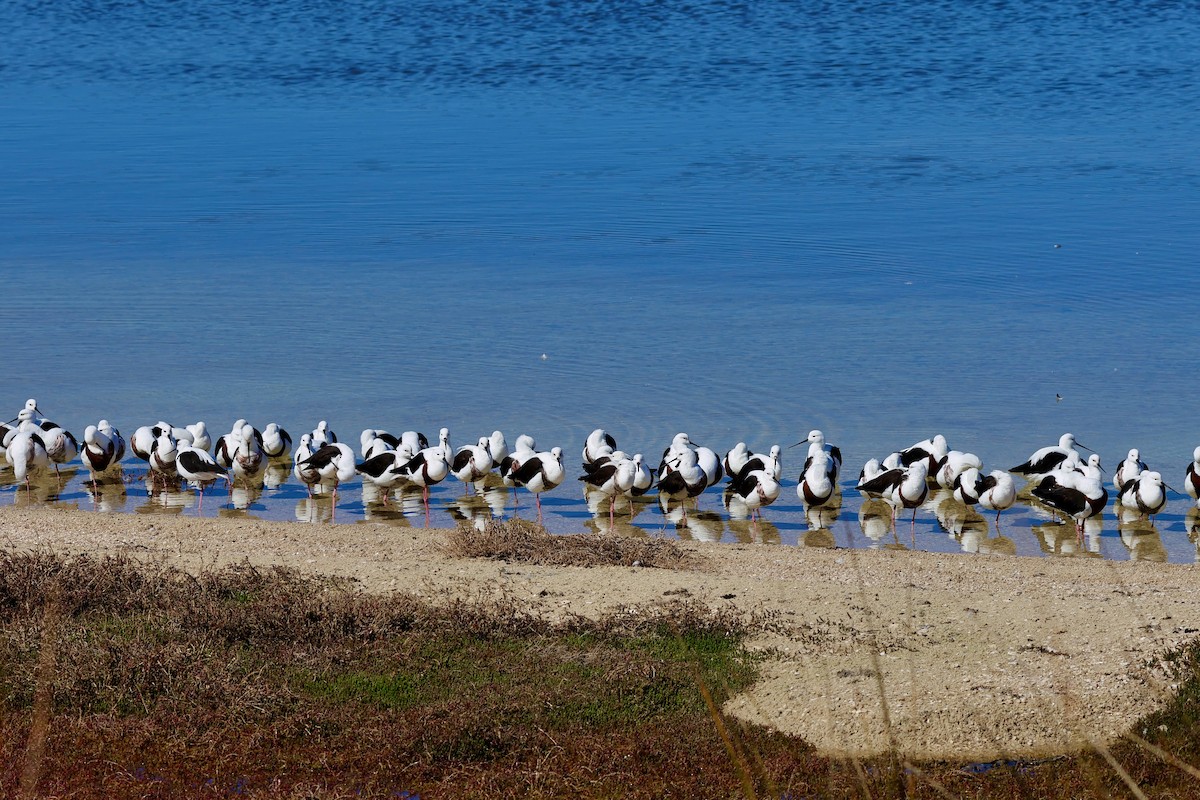 Banded Stilt - ML643266316