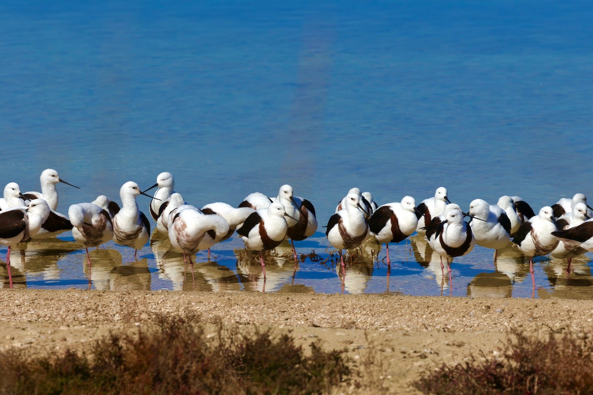 Banded Stilt - ML643266317