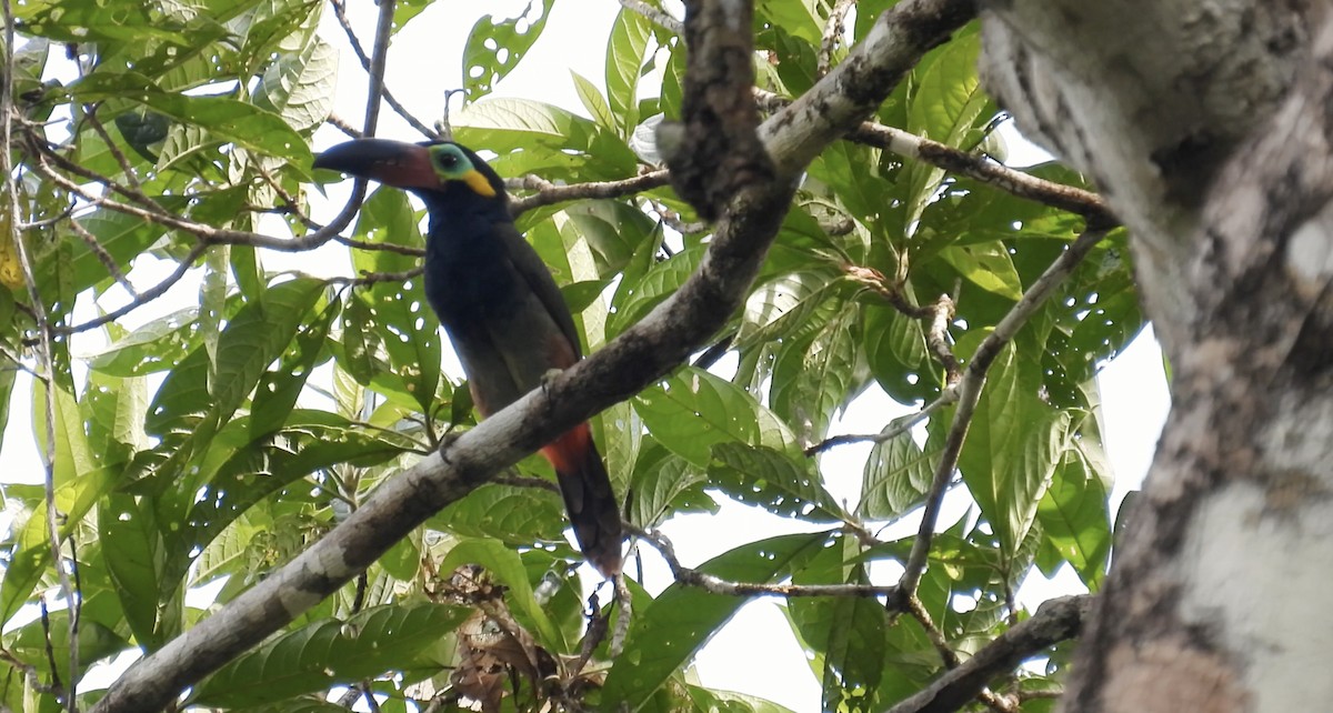 Guianan Toucanet - ML643266318