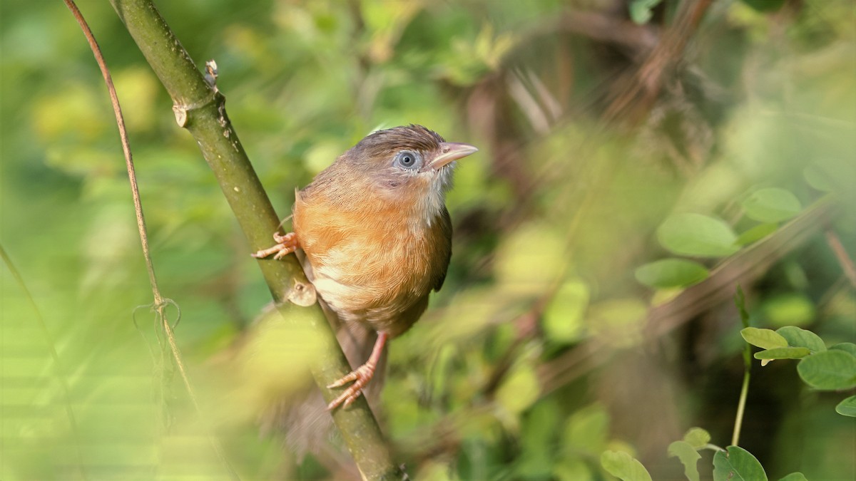 Tawny-bellied Babbler - ML643266319