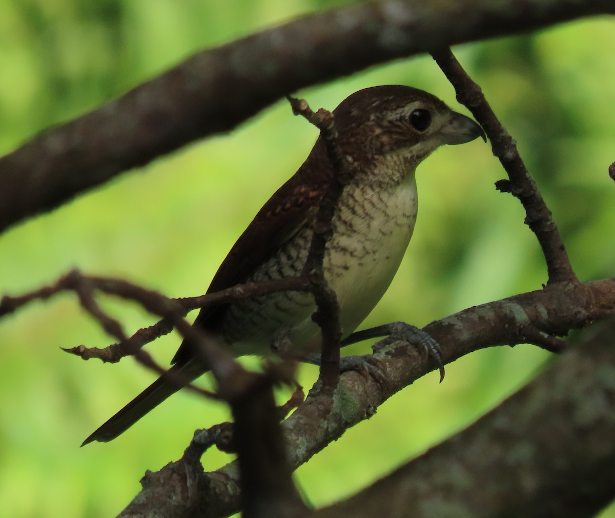 Tiger Shrike - ML643266320