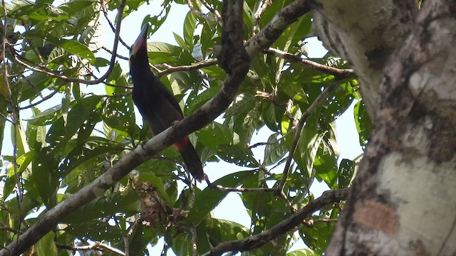 Guianan Toucanet - ML643266321