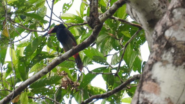 Guianan Toucanet - ML643266322