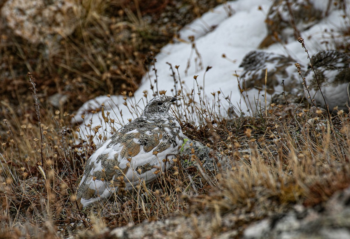 White-tailed Ptarmigan - ML643266323
