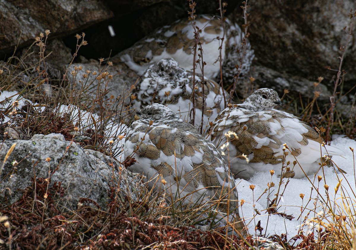 White-tailed Ptarmigan - ML643266324