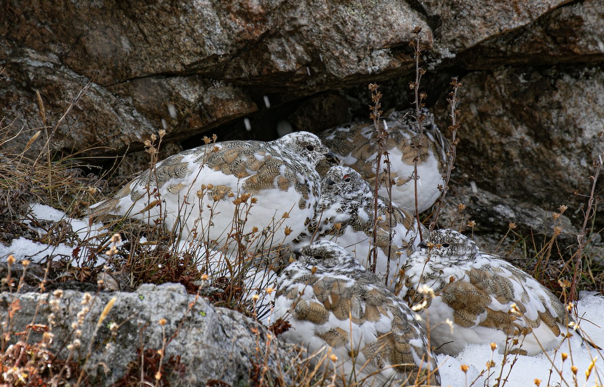White-tailed Ptarmigan - ML643266327