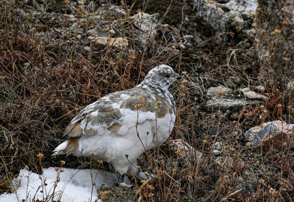 White-tailed Ptarmigan - ML643266331