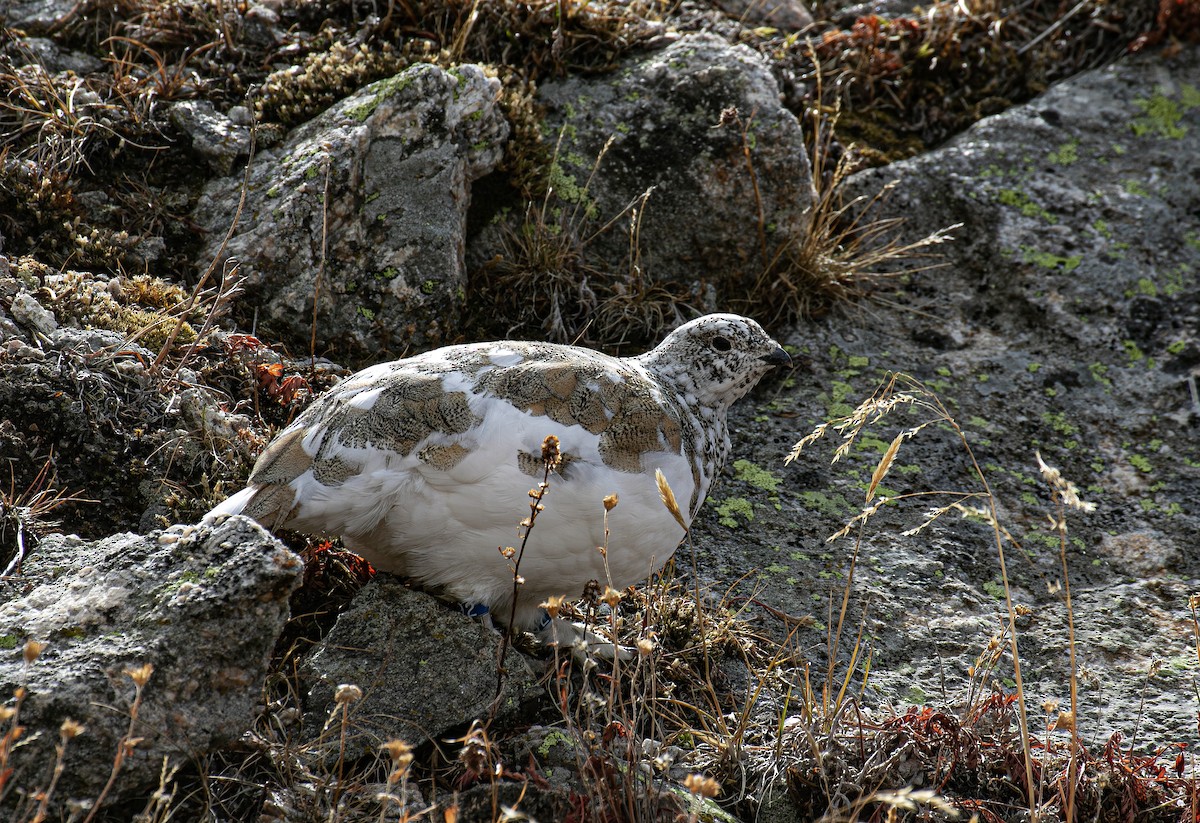 White-tailed Ptarmigan - ML643266333