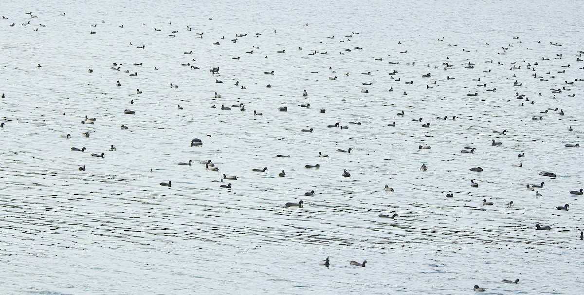American Coot - ML643266335