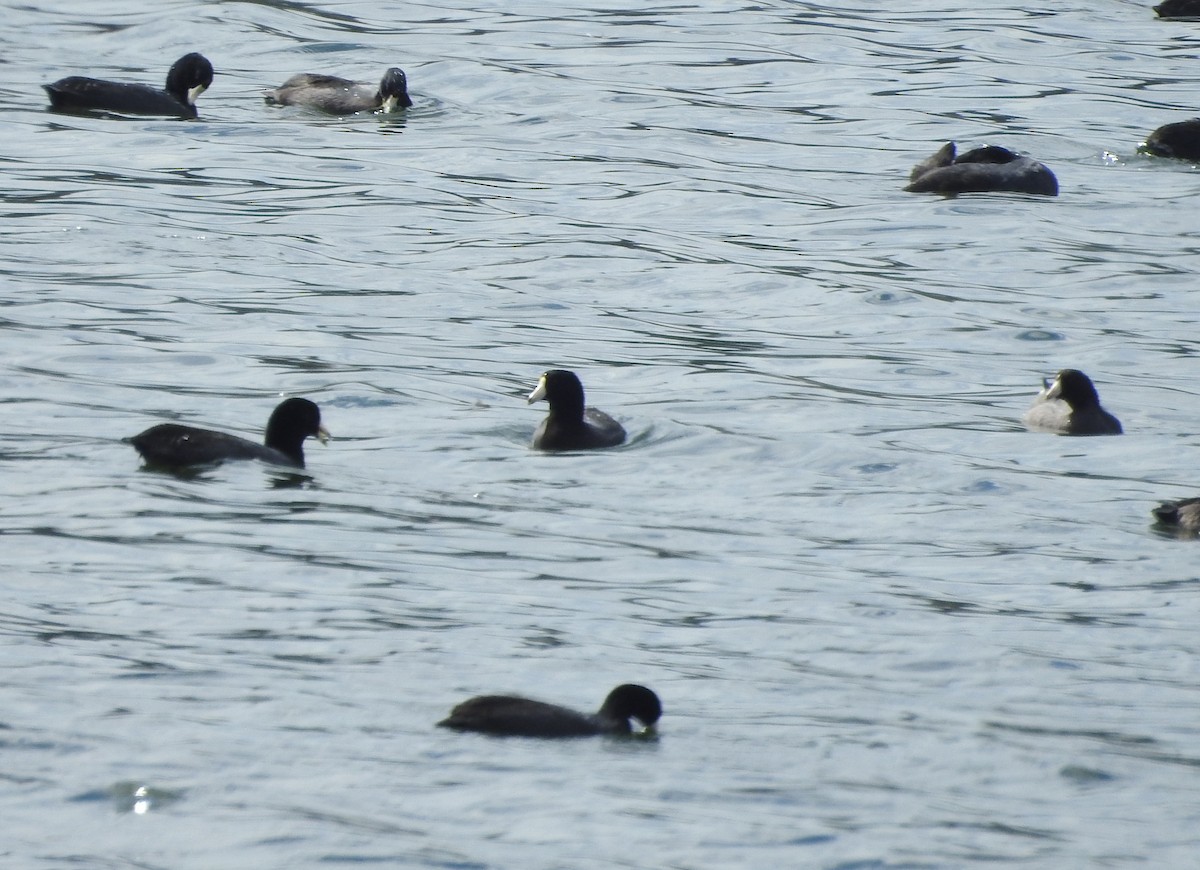 American Coot - ML643266336