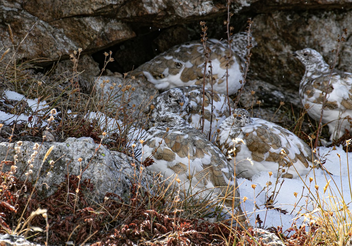 White-tailed Ptarmigan - ML643266337