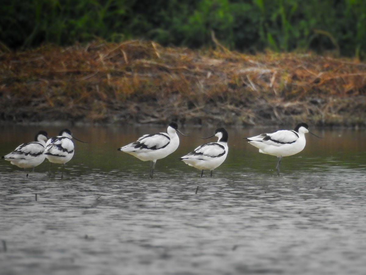 Avocetta - ML643266345