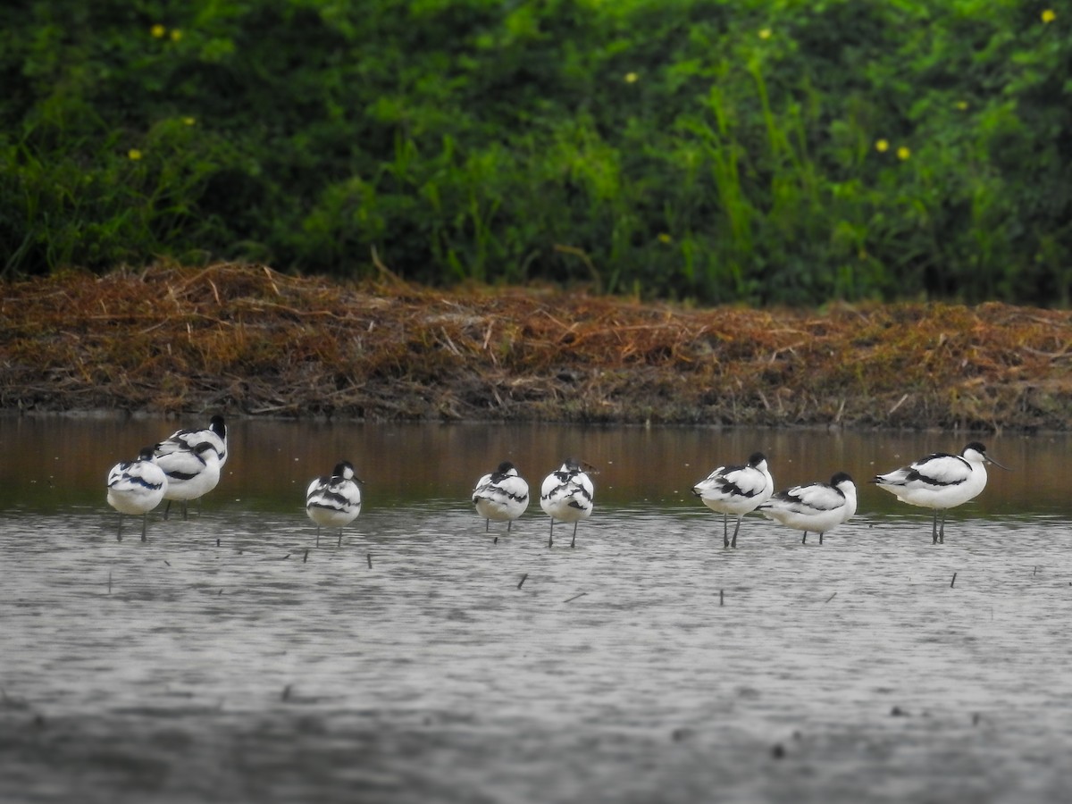 Avocetta - ML643266346
