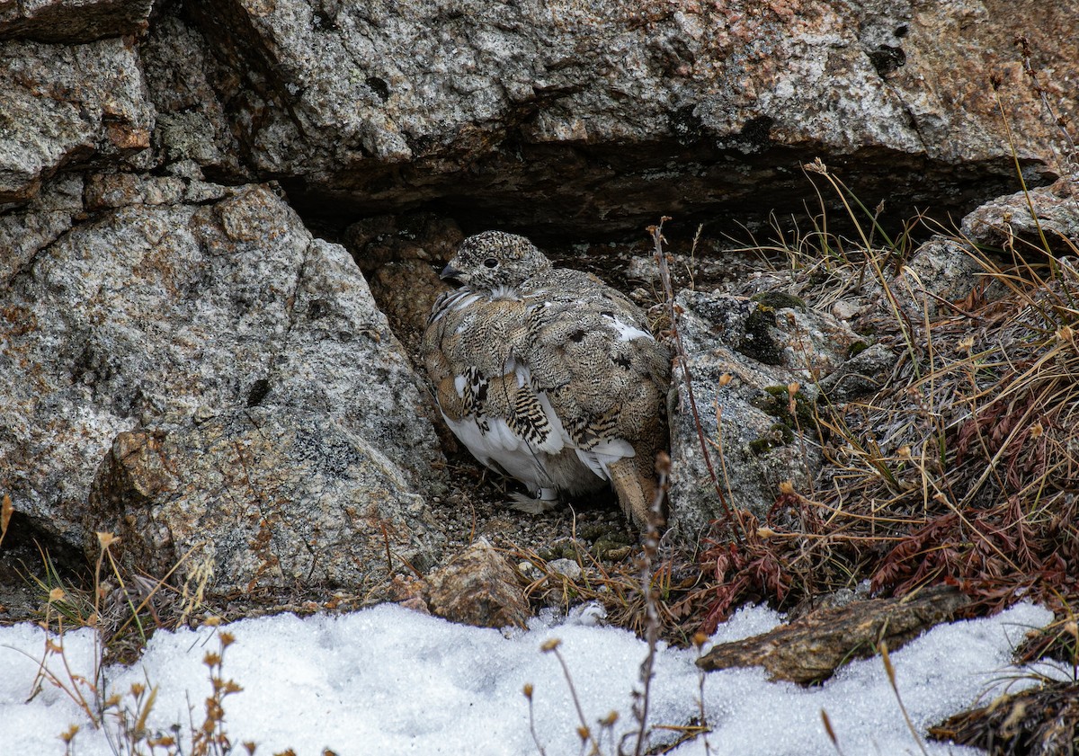White-tailed Ptarmigan - ML643266348