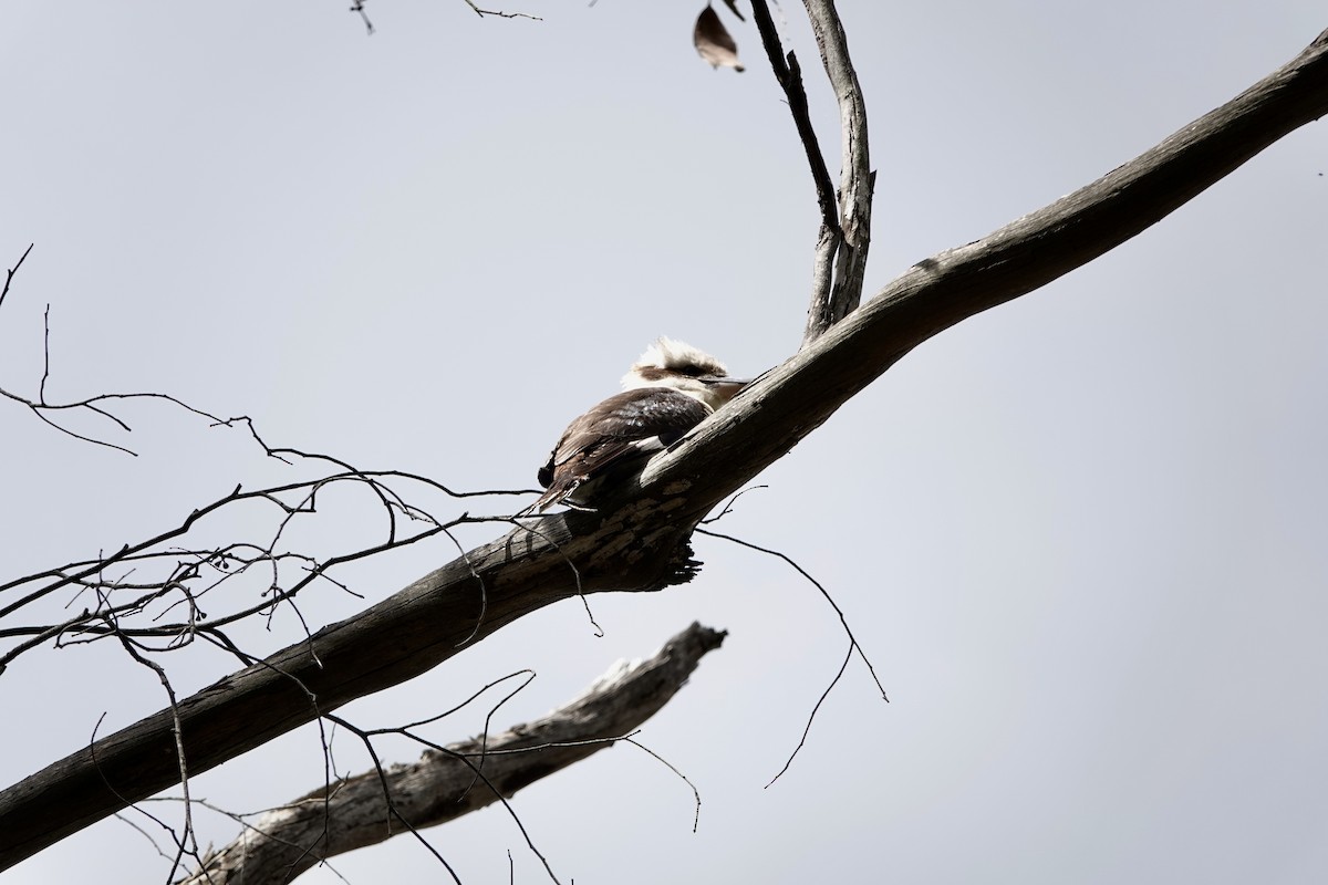 Laughing Kookaburra - ML643266351