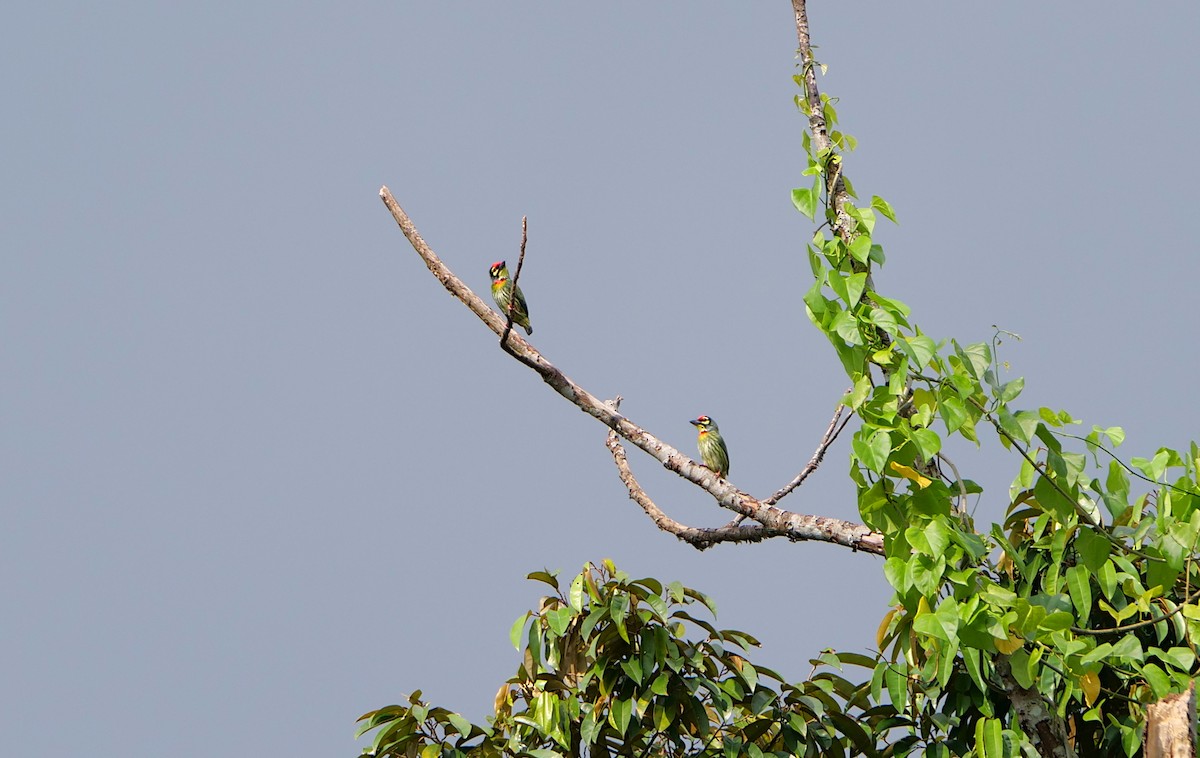 Coppersmith Barbet - ML643266352