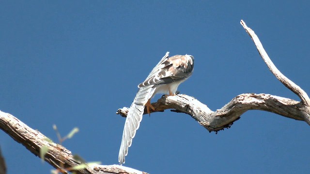 Black-shouldered Kite - ML643266356