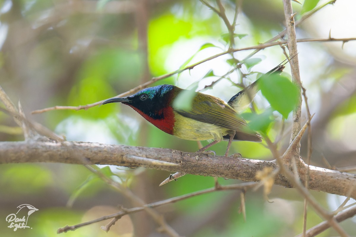 Fork-tailed Sunbird - ML643266364