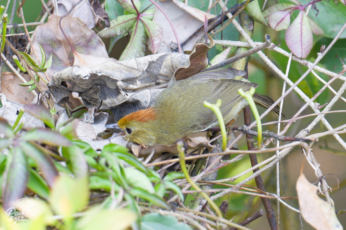 Rufous-capped Babbler - ML643266368
