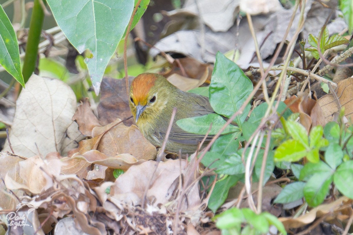Rufous-capped Babbler - ML643266369