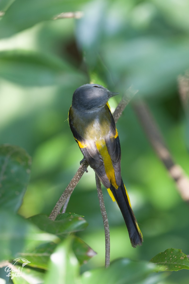 Gray-chinned Minivet - ML643266371