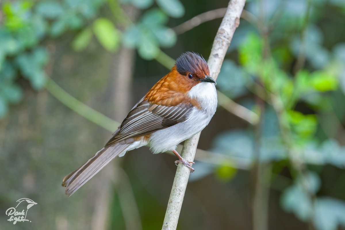 Chestnut Bulbul - ML643266374