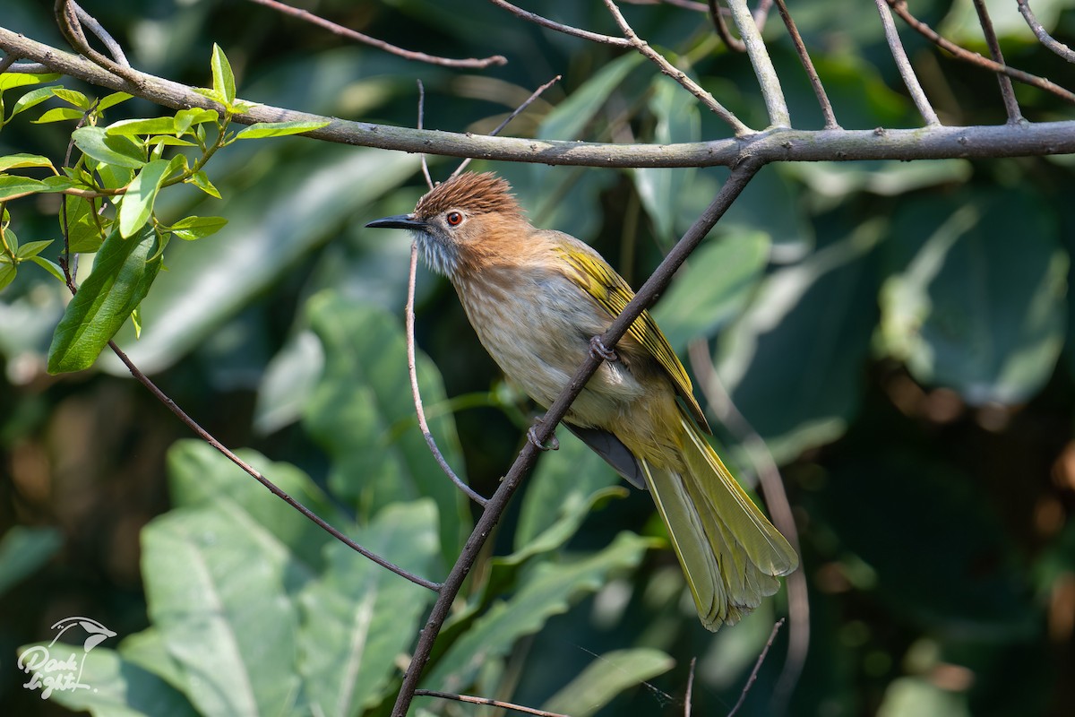 Mountain Bulbul - ML643266377