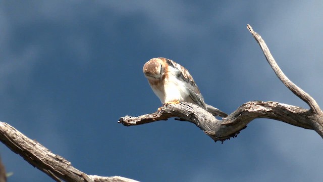 Black-shouldered Kite - ML643266399