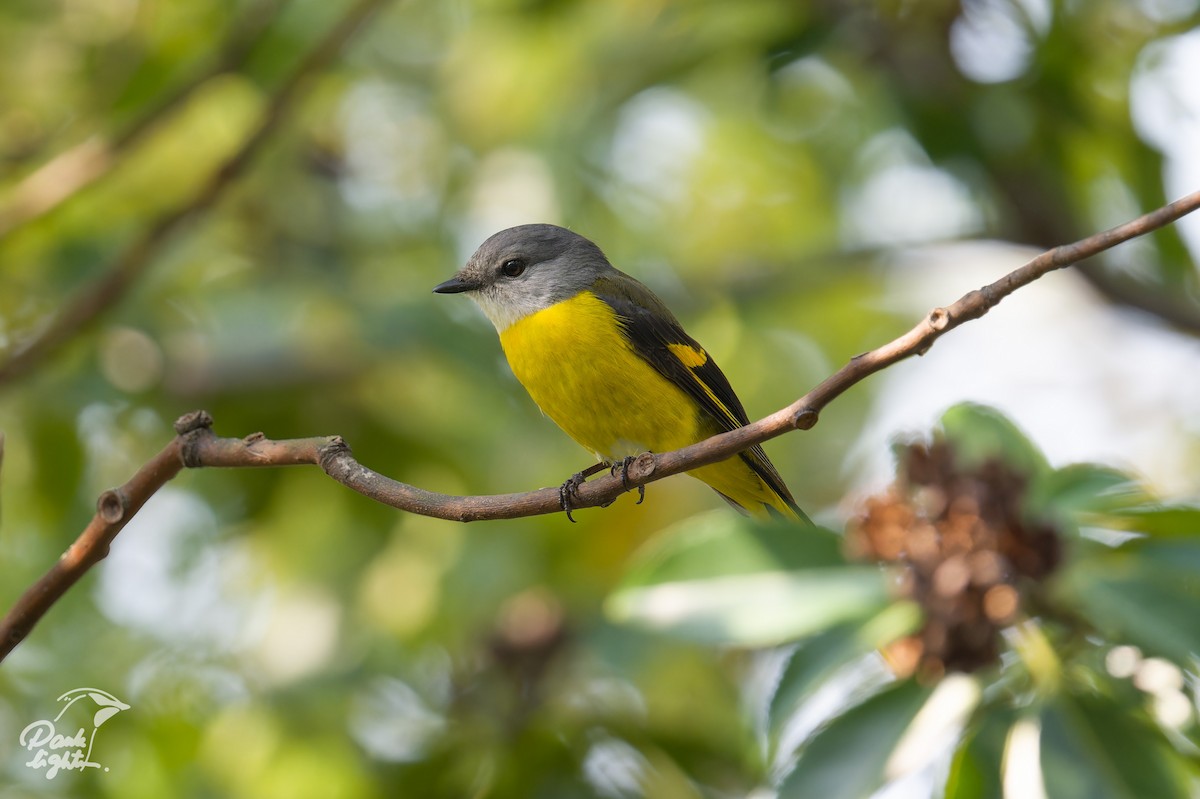 Gray-chinned Minivet - ML643266407