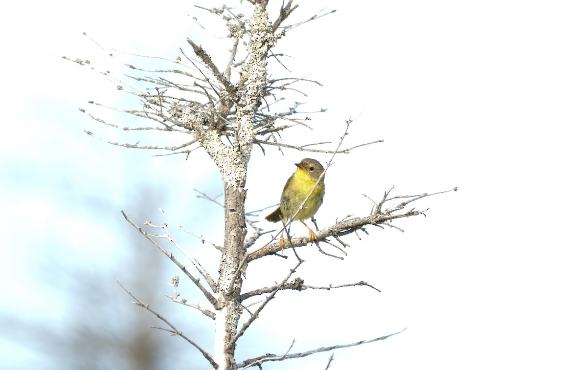 Common Yellowthroat - Kathy Marche