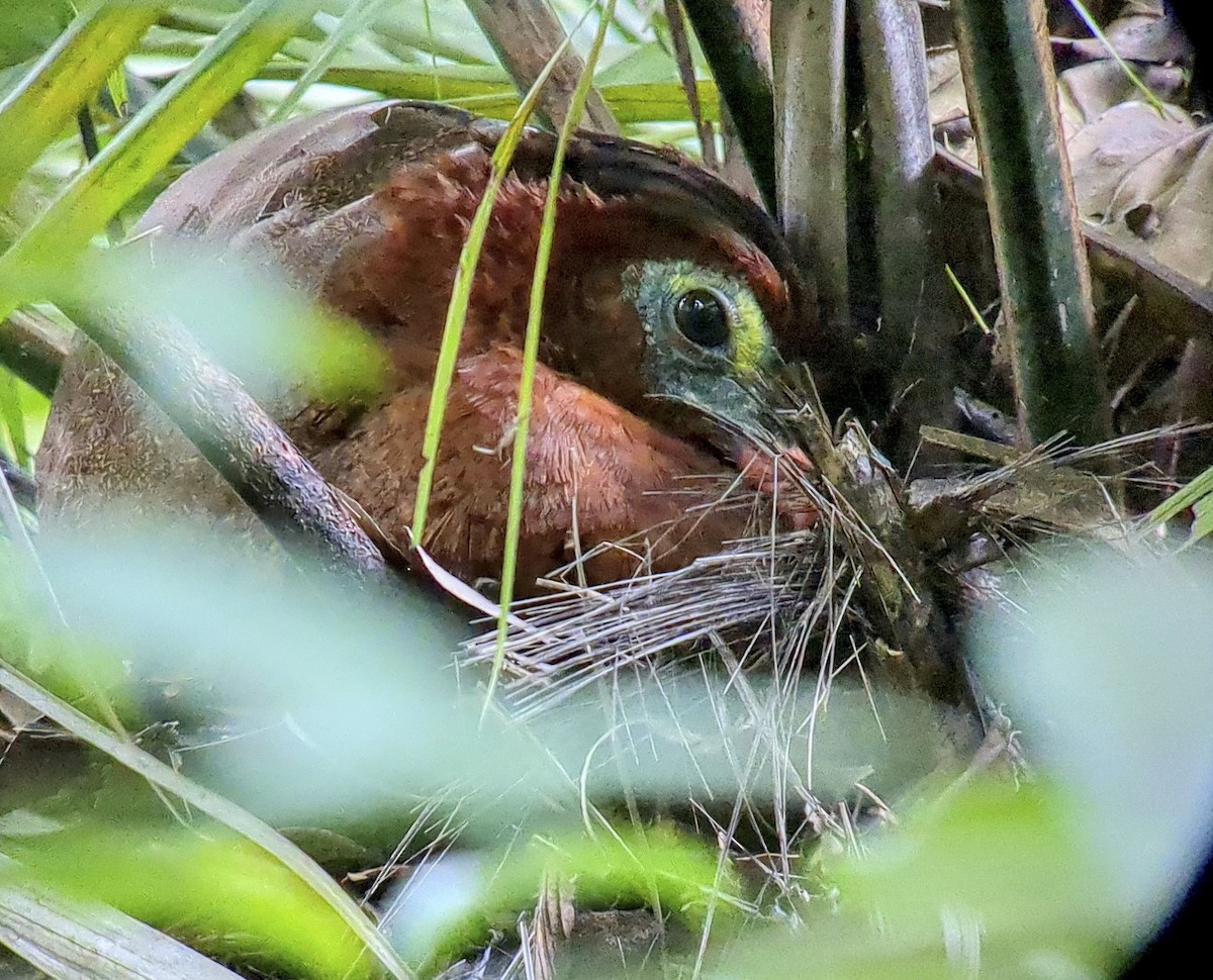 hoko noční - ML643266425