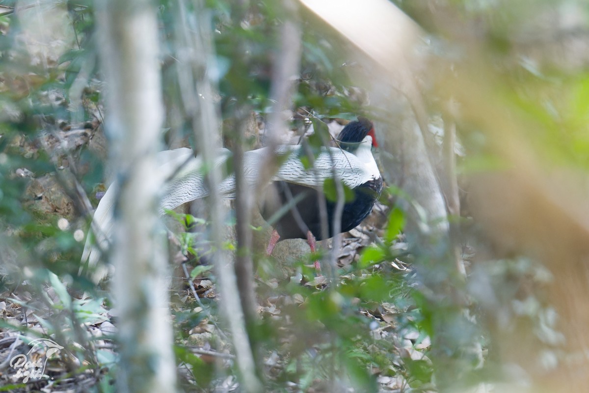 Silver Pheasant - ML643266444