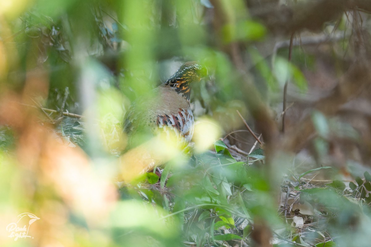 White-necklaced Partridge - ML643266451