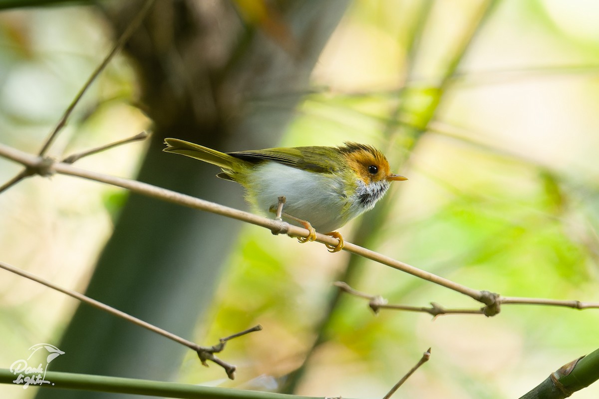 Rufous-faced Warbler - ML643266458