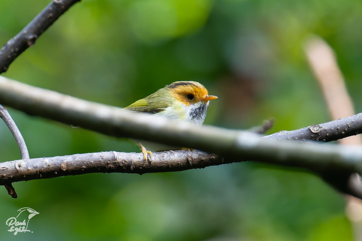 Rufous-faced Warbler - ML643266459