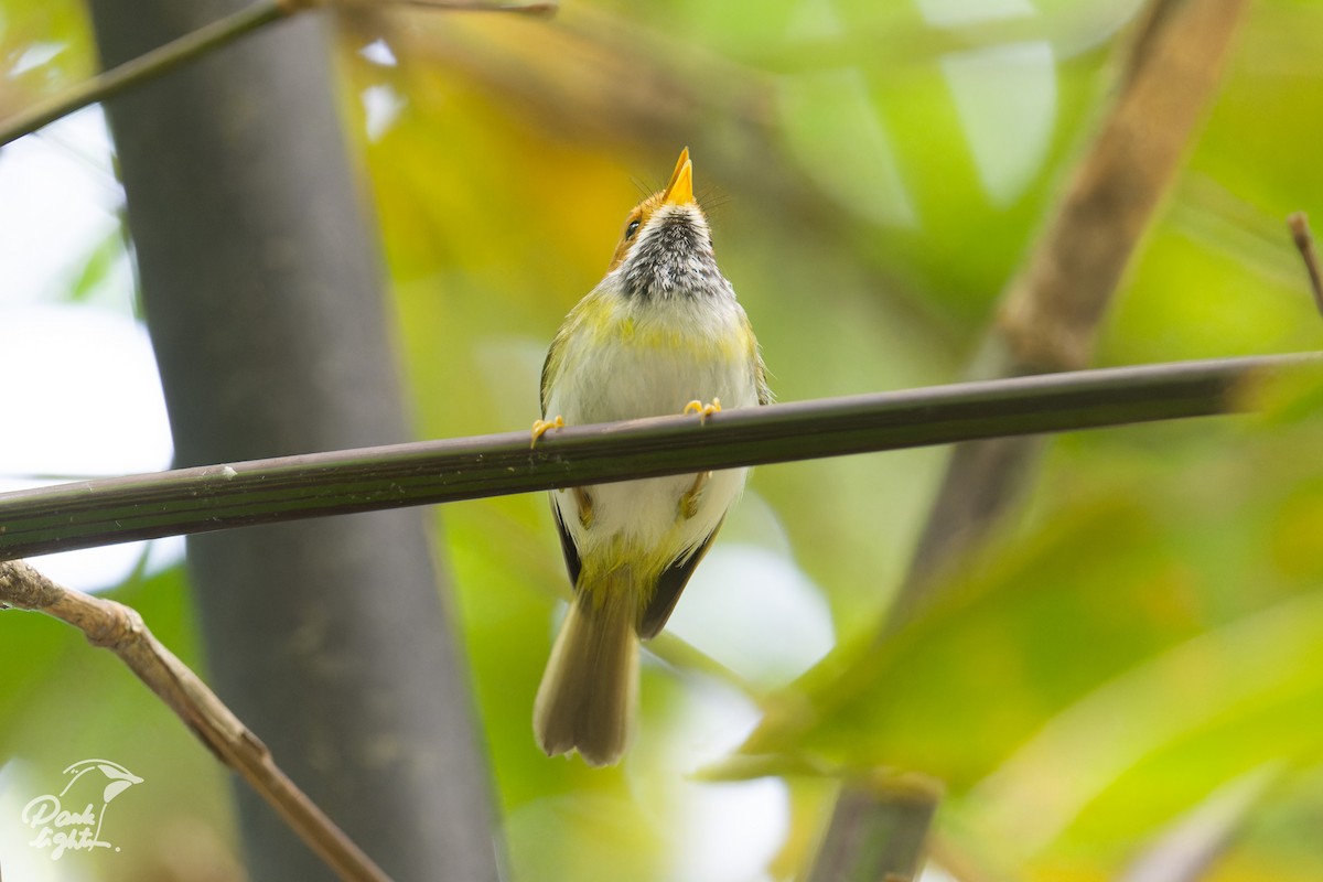 Rufous-faced Warbler - ML643266460