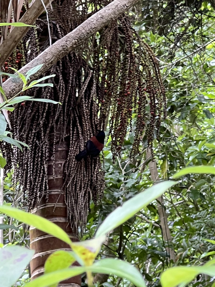 North Island Saddleback - ML643266461