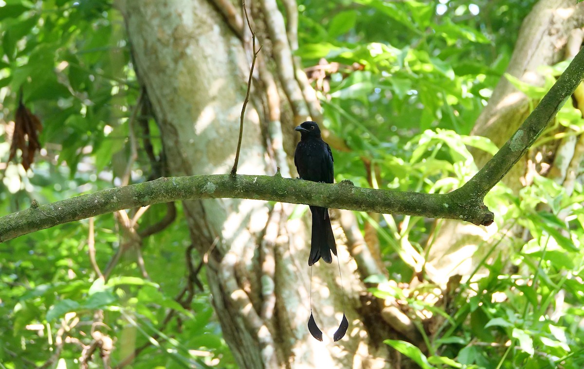 Greater Racket-tailed Drongo - ML643266462