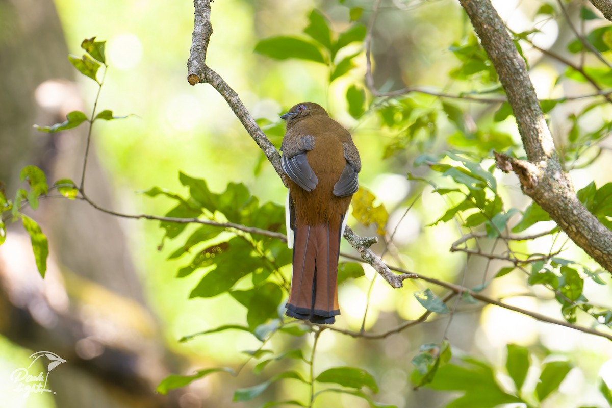 Red-headed Trogon - ML643266463