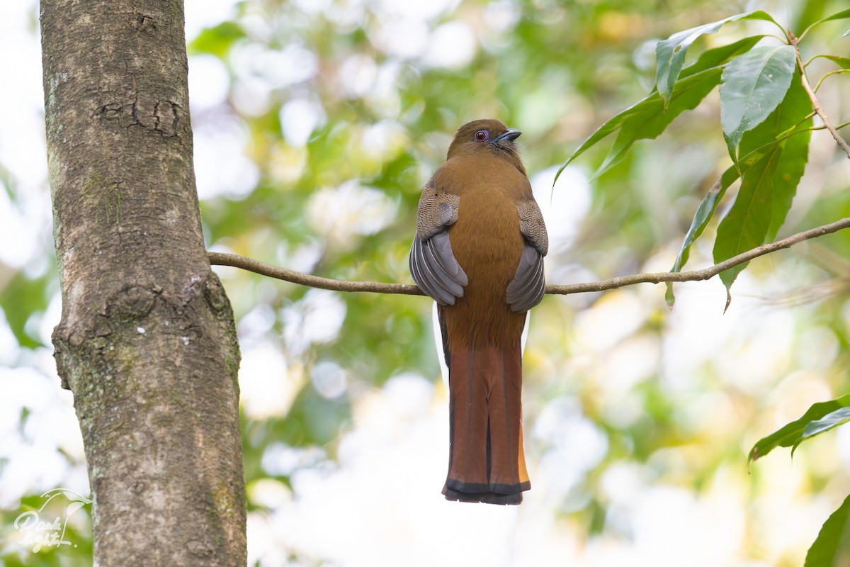 Red-headed Trogon - ML643266464