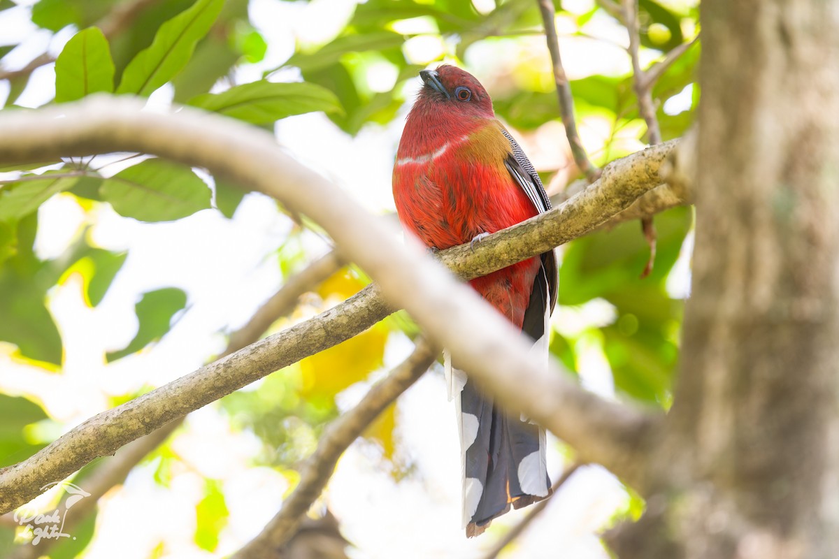 Red-headed Trogon - ML643266465