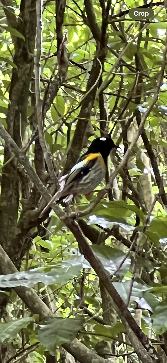 Stitchbird - ML643266467