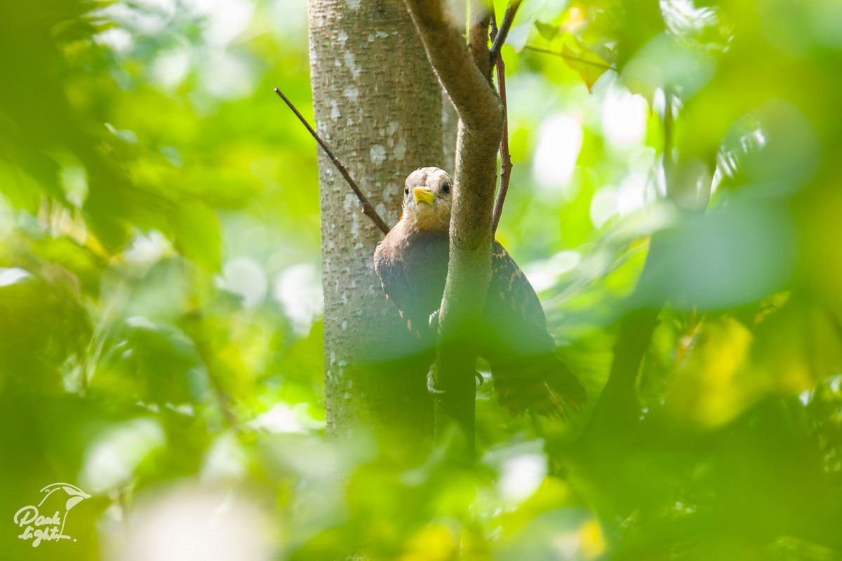 Bay Woodpecker - ML643266469