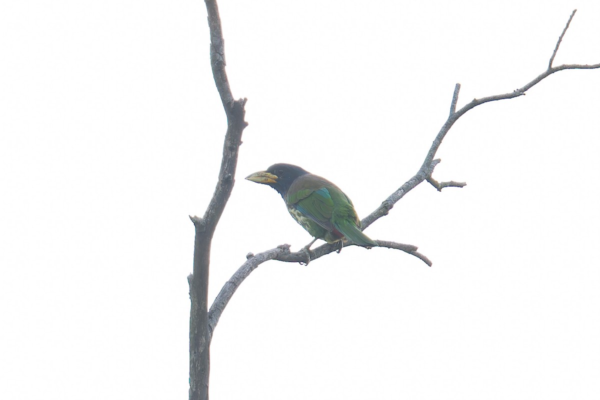 Great Barbet - ML643266474
