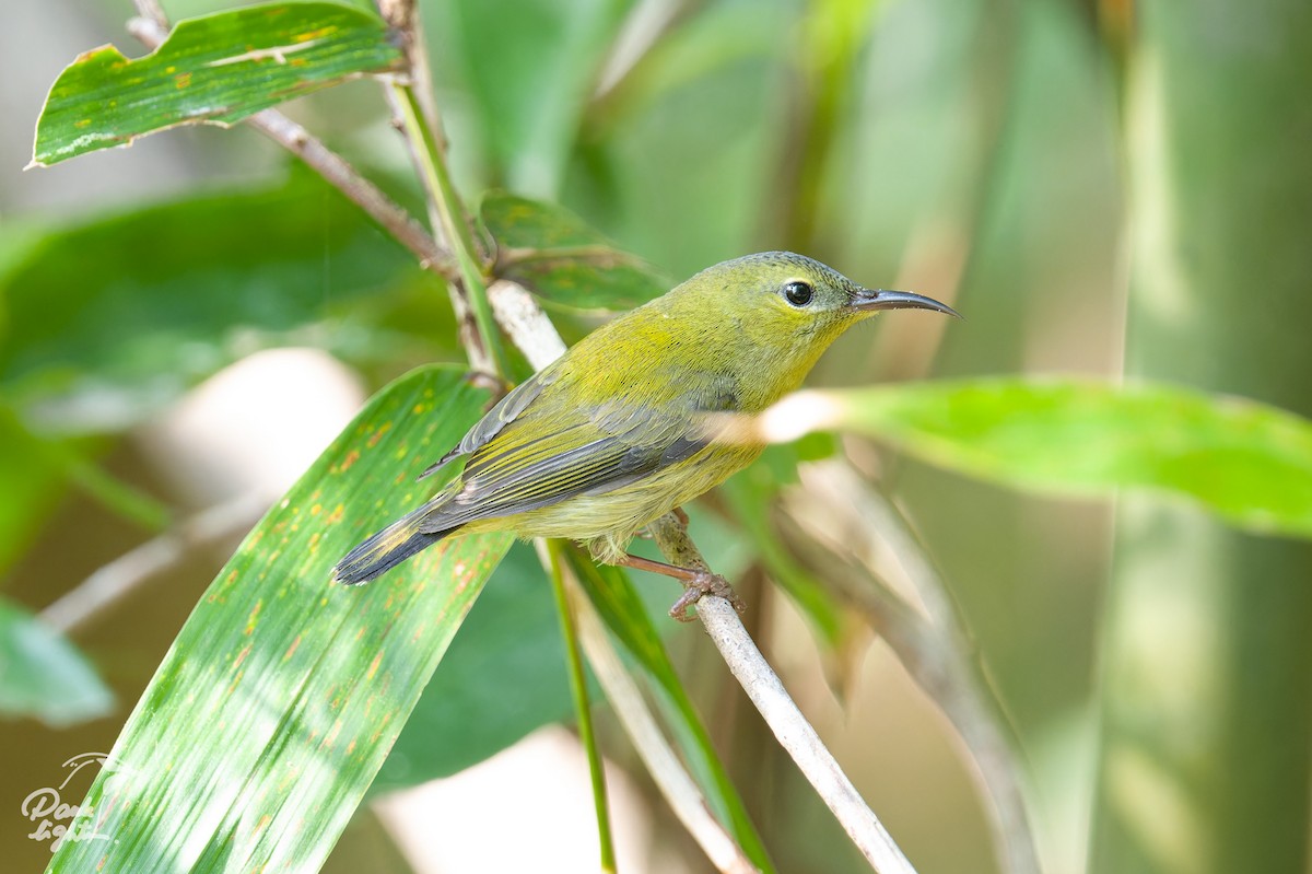 Fork-tailed Sunbird - ML643266487