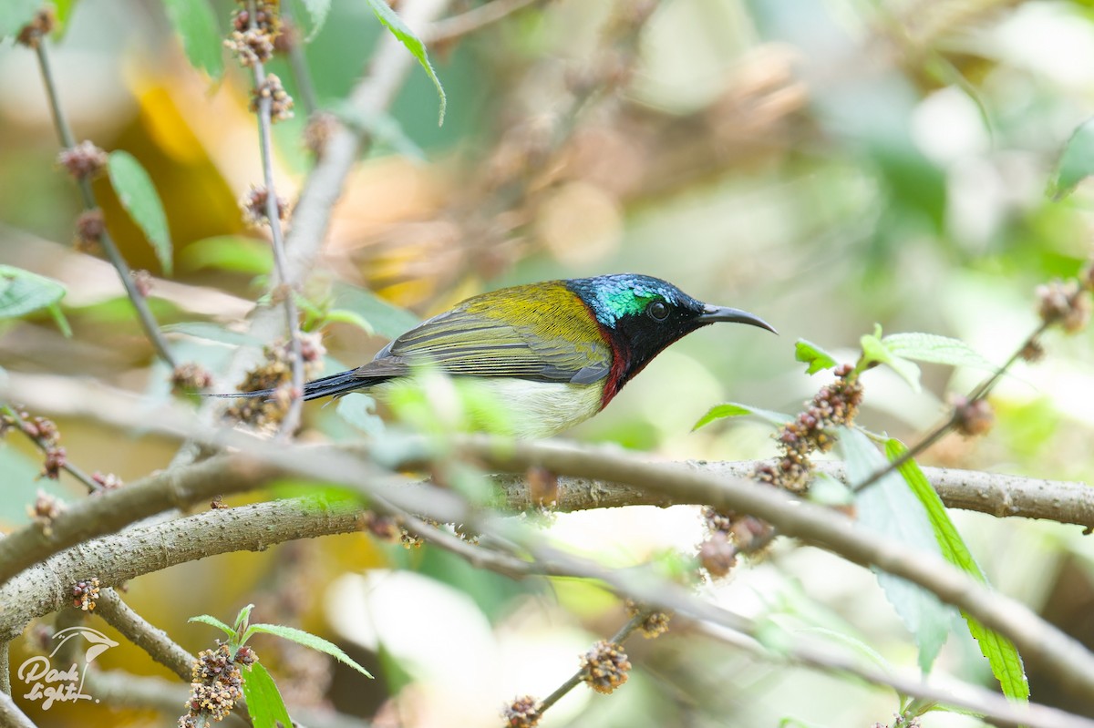 Fork-tailed Sunbird - ML643266488